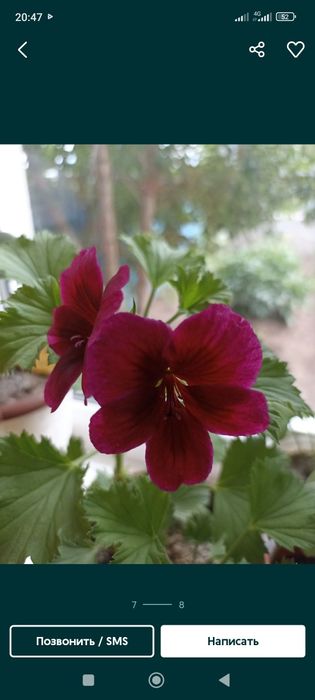 Продам комнатные цветы