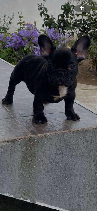 Mascul bulldog francez din parinti cu pedigree