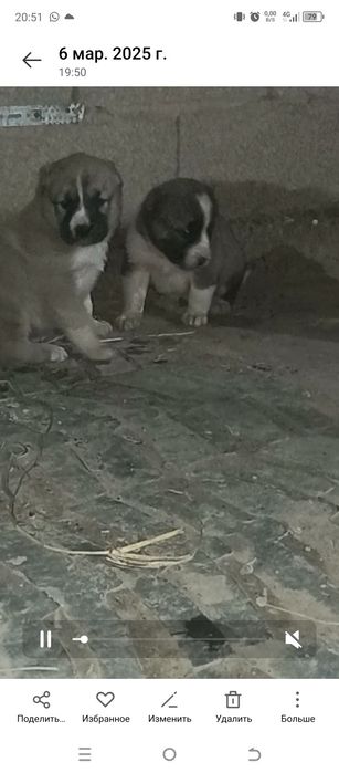 Ұрғашы күшік сатылады линия бар