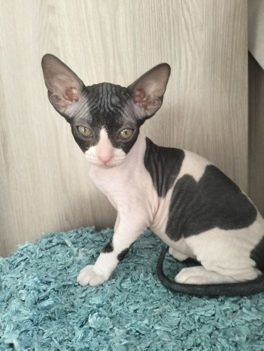 Продаются котята сфинкс