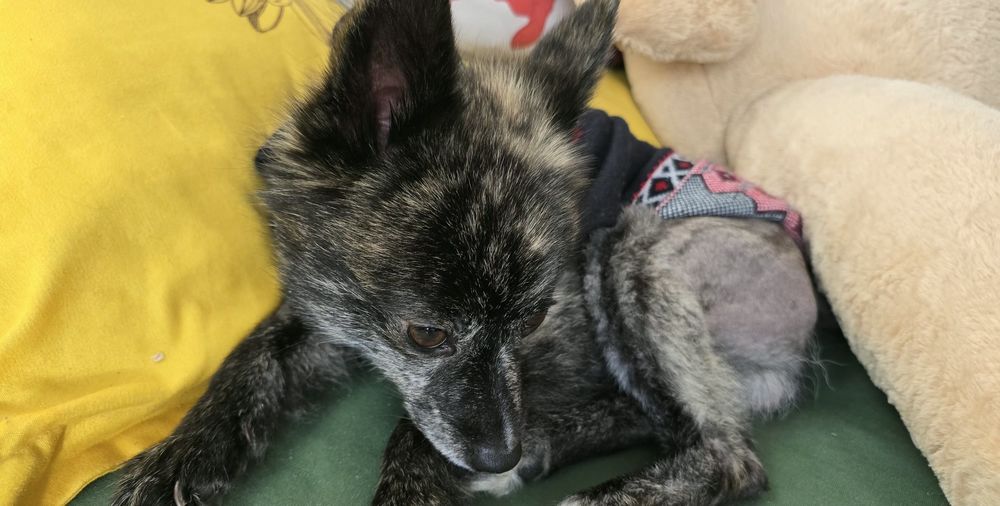 Подарява се Мъжки шпиц