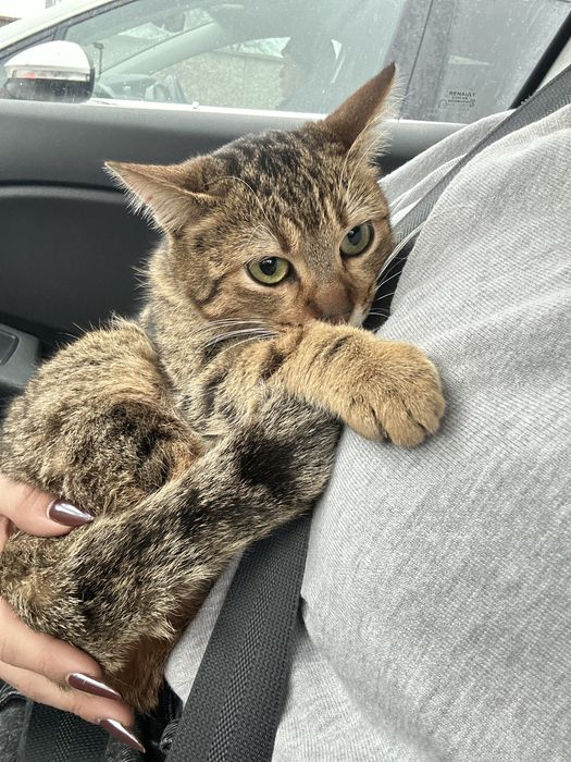 Pisicuță pentru adoptie