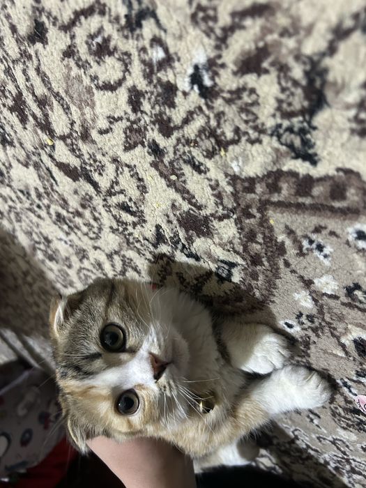 продам кошку шотландскую вислоухую