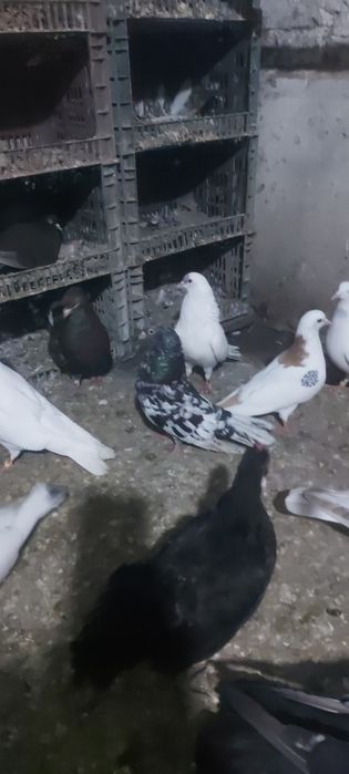 Челкар туркмени лет с игрой летные