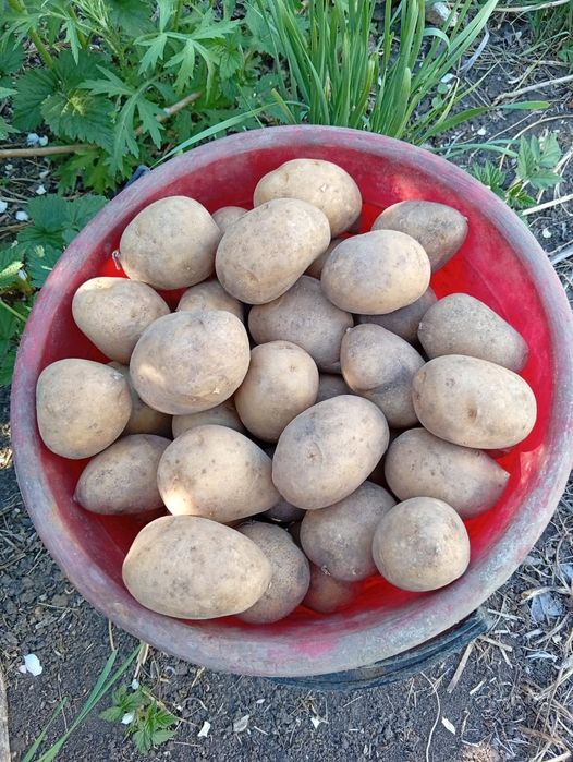 Картофель семена