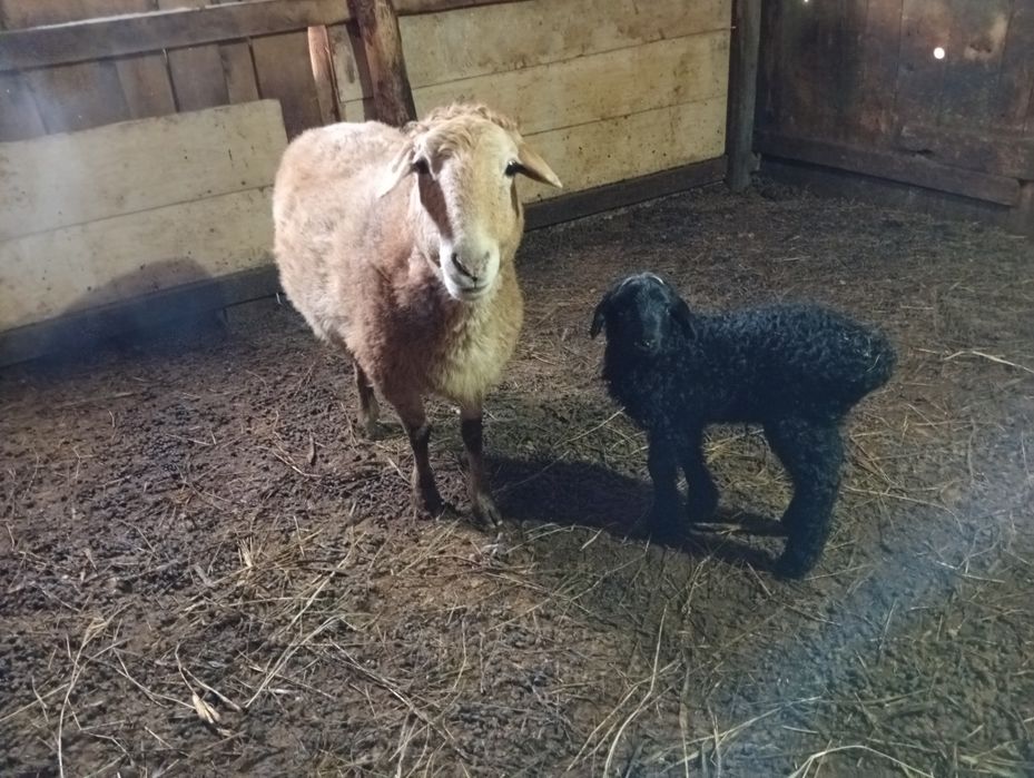 Кой козысымен.овец