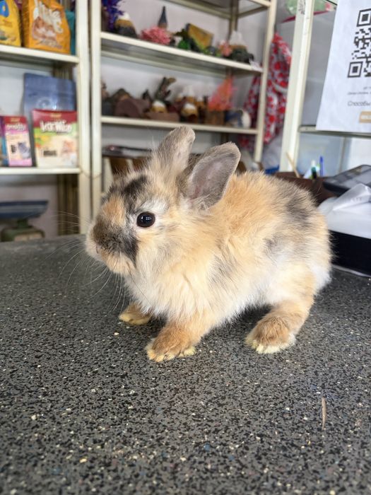 Продаются декоративные крольчата