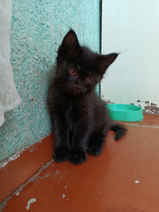 Котенка в хорошие руки