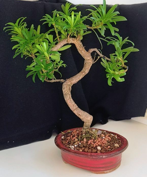 Pin ,ficus, ienupăr, carmona, podocarpus