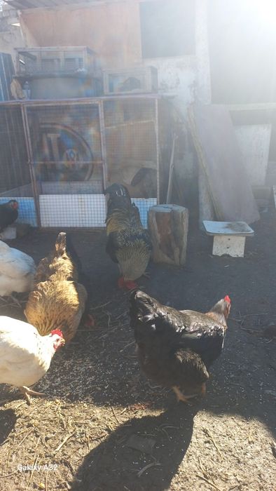 Үлкен қораз сатылады