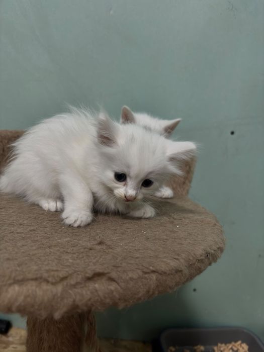 Отдам бесплатно котят