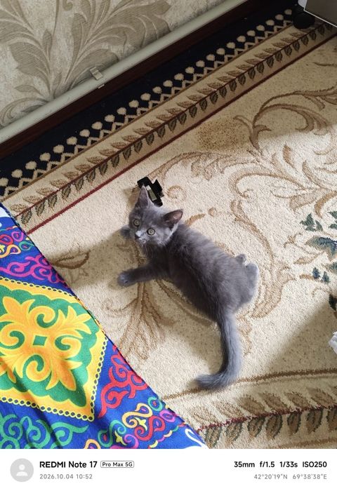 Отдам в добрые руки котенка