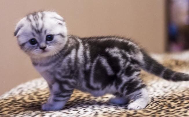 Милые котята фолдики
