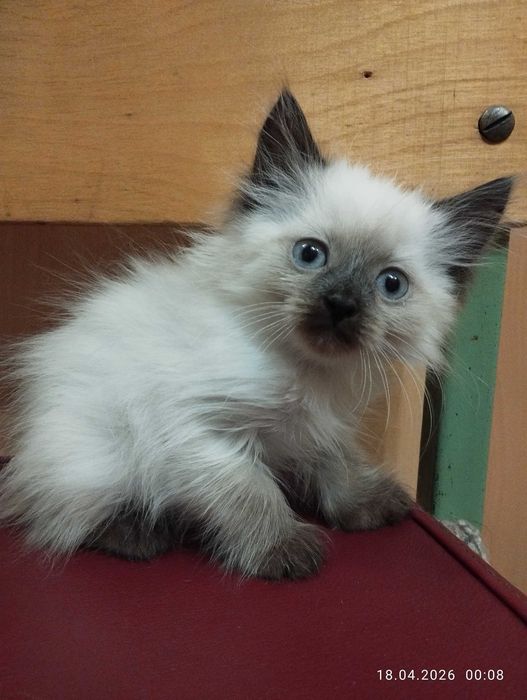 Продам невских маскарадных котят