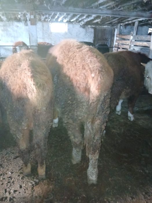 Бұқа сатылады 14 бас