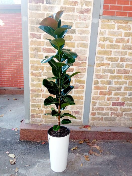 Офисные растения цветы