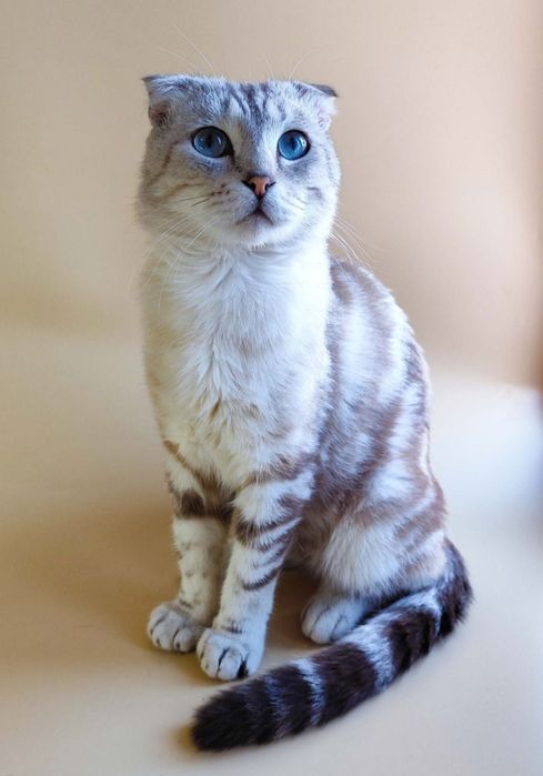 Кошечки, котики стерилизованные