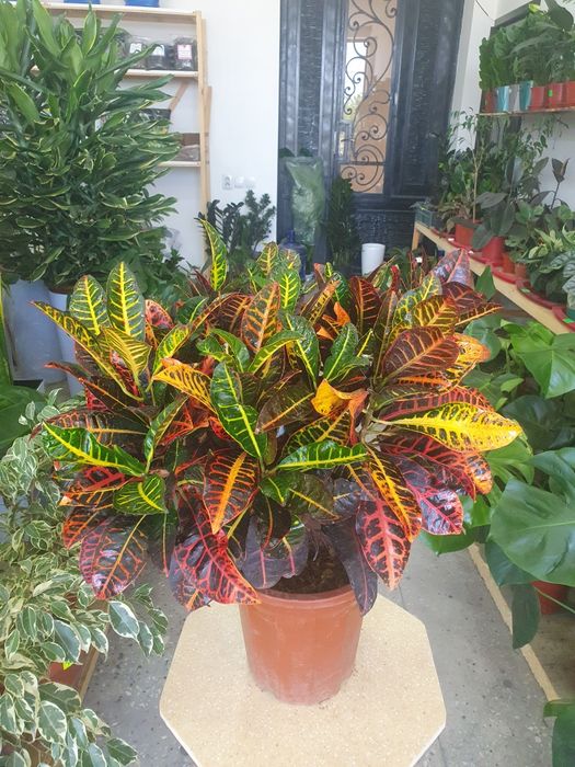 Kraton кратон. .