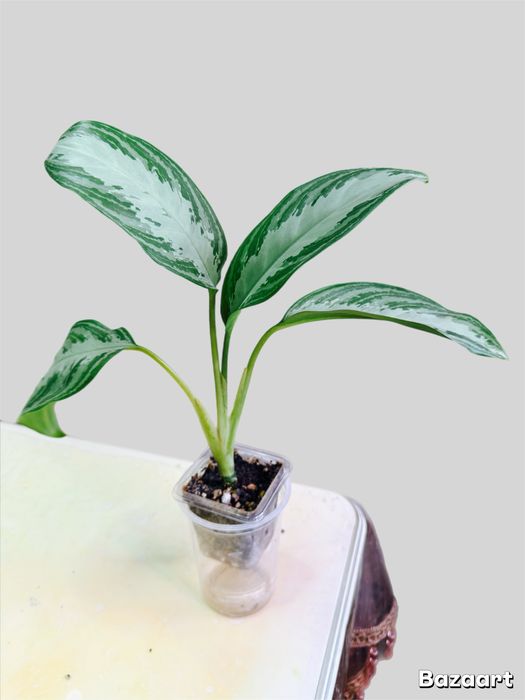 Аглаонема Сильвер Бей