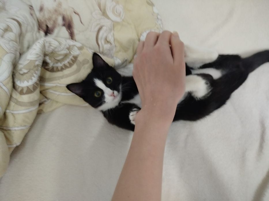 Котёнок Джоли ищет семью