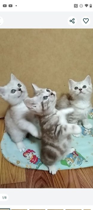 Продам шотландских котят .