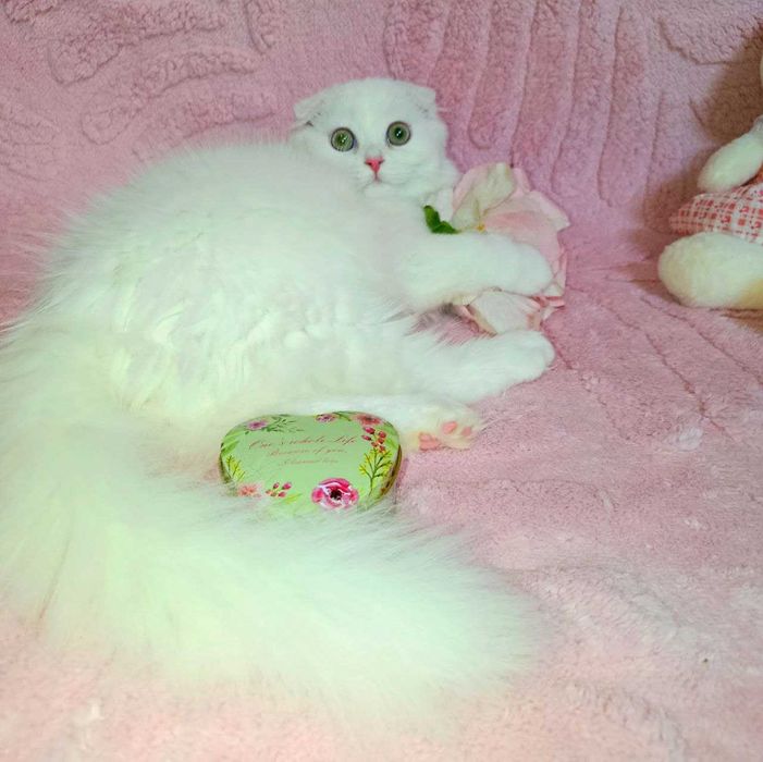 Продается эффектный аристократ, белый хайленд фолд, мальчик.