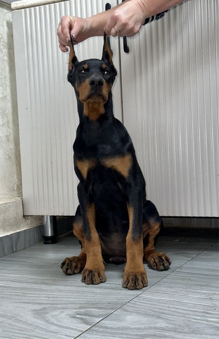 Доберман щенки  с документами