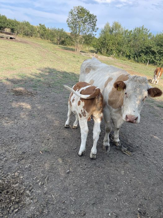 Vitel, tauras baltata romaneasca