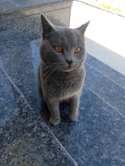 Мушук сотилади 9 ойлик
