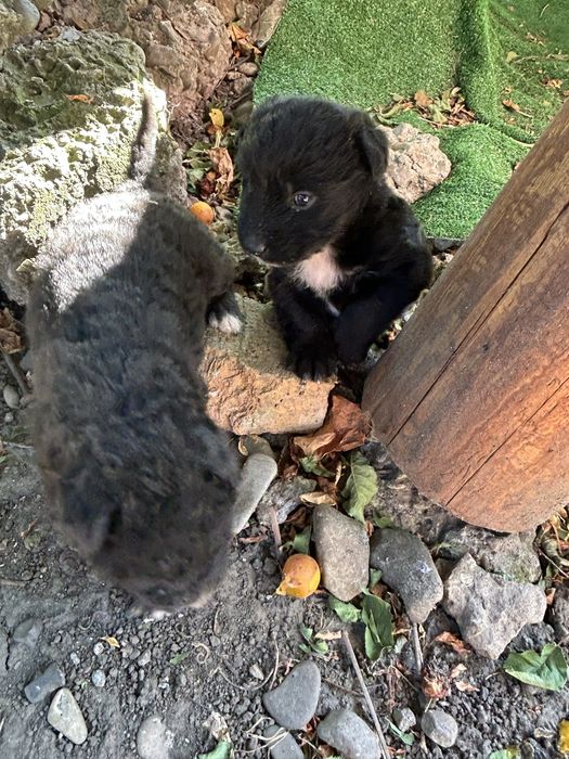 Căței spre adopție