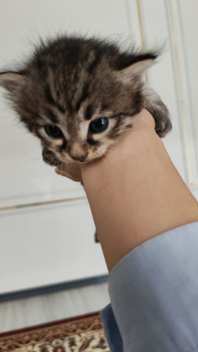 Продаются котята