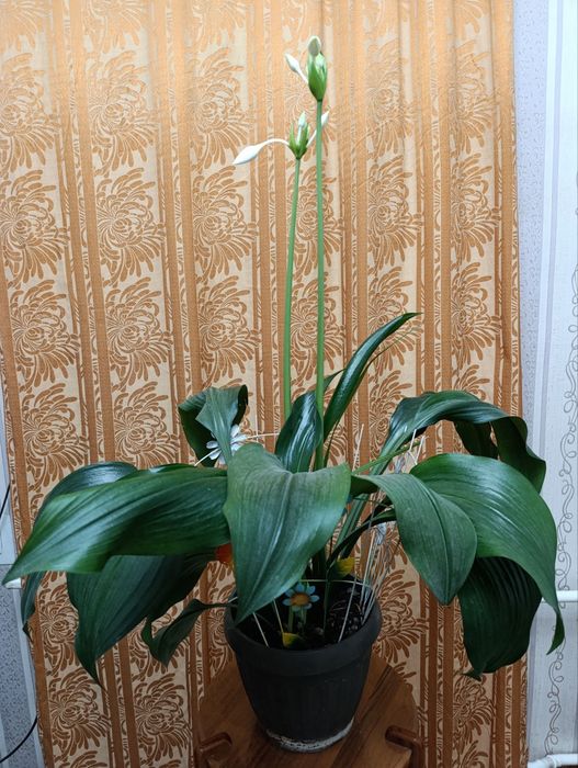 Эухарис / Амазонская лилия. Фото на 25.12.25г.