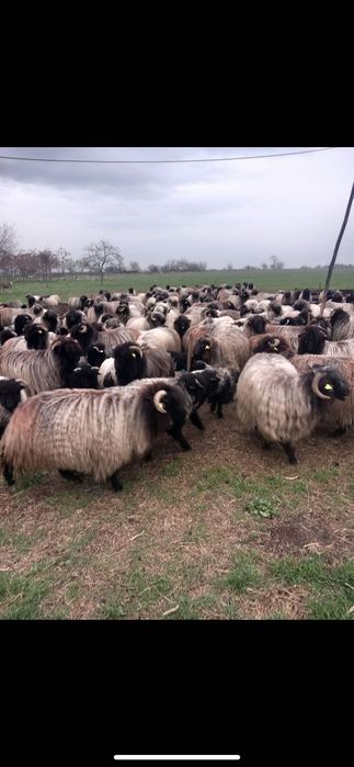 Oi de vanzare oi românești