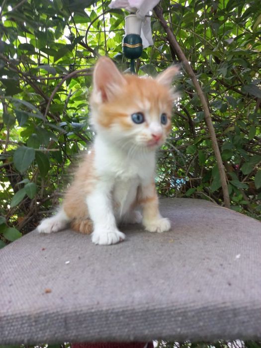 Котята очень красивые мальчик и девочки