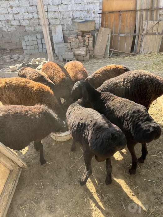 Bogoz qoyla sotiladi