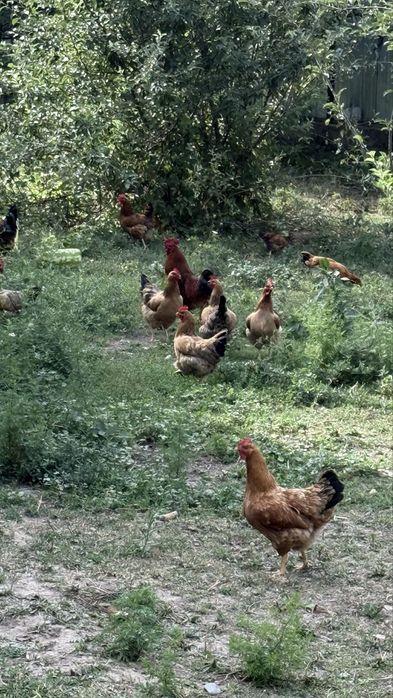 Продам Кучинских юбилейных кур