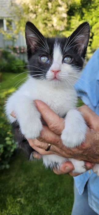 Братишки котики в поисках хозяина!