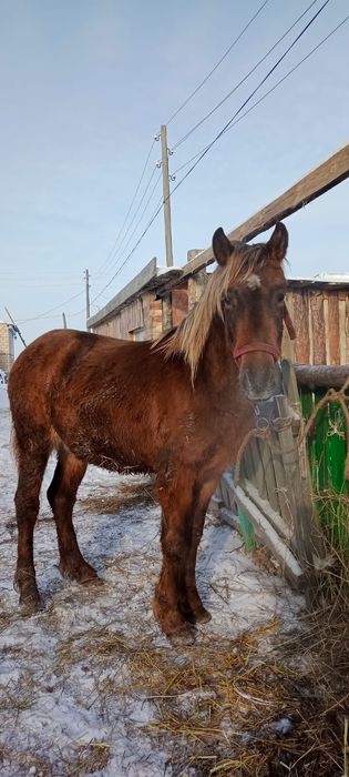 Продам тай с откорма