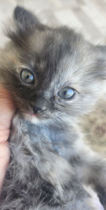 Котёнок от нашей умной кошки