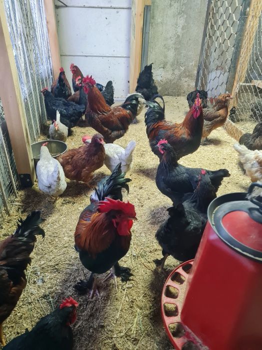 Свободни Млади Петли