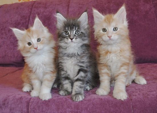 Готовы к брони котята Мейн Куна