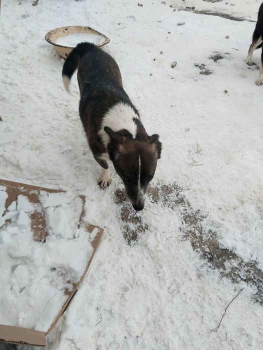 Ищем дом для собак