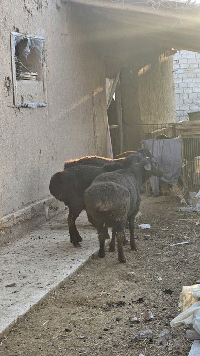 Quzi quchqorlar qurbonlikga zotga ham sotiladi  30/40/50/60/70 kiloli