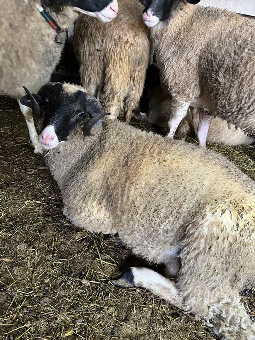 Овен два броя едногодишни