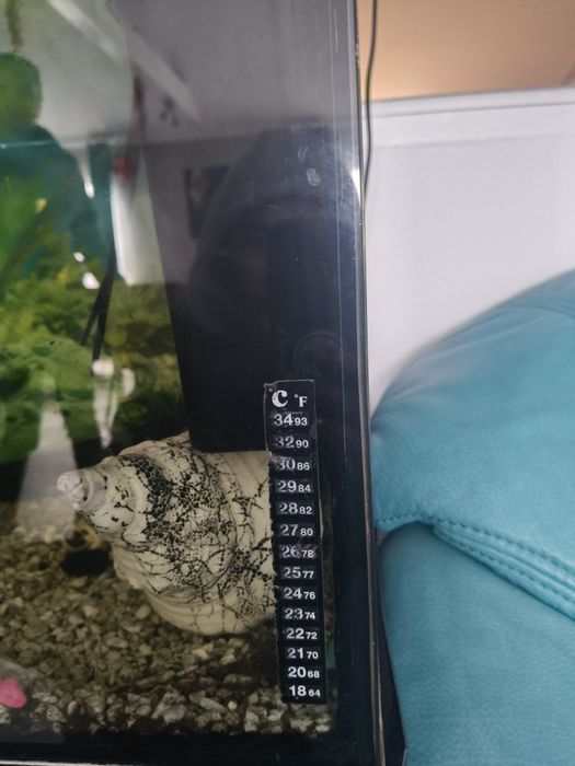 Acvariu cu pesti