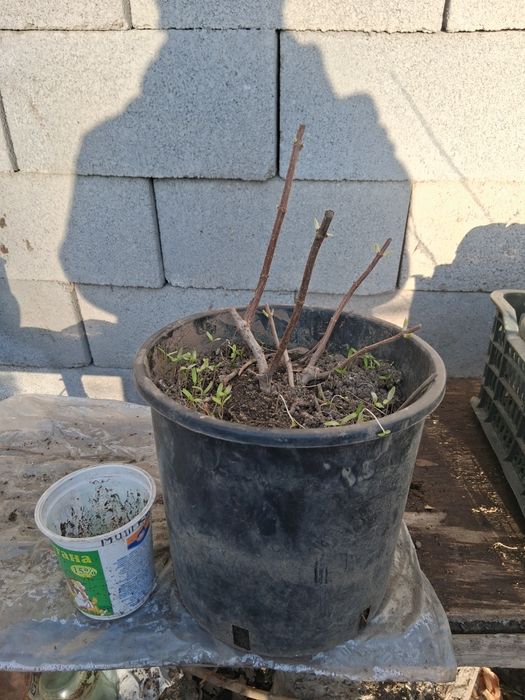 Гортензии метельчатая. ВАНИЛЛА ФРЕЙЗ