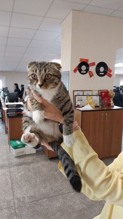 Нашлась кошечка