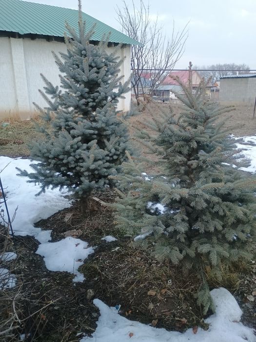 Туя, ели продается