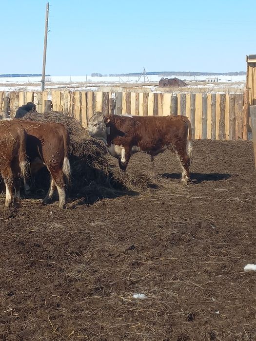 Продам быков 850000