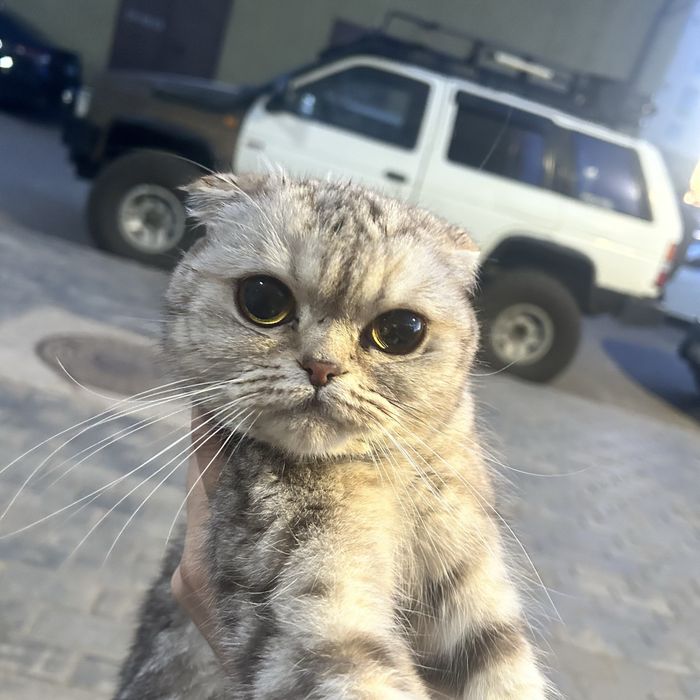 кошка породистая
